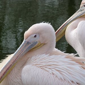 Pelicans