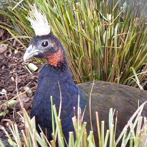 Congo Peafowl, male