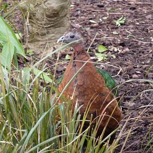 Congo Peafowl, female