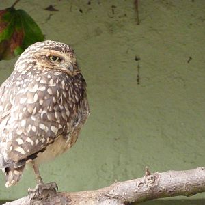 Burrowing owl