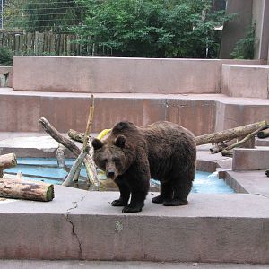 Zoo de Mulhouse 2006 - Brown Bear exhibit