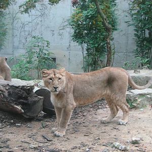 Zoo de Mulhouse 2006 - Asiatic lioness