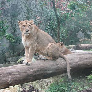 Zoo de Mulhouse 2006 - Asiatic lioness