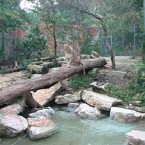 Zoo de Mulhouse 2006 - Asiatic lion exhibit