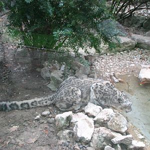 Zoo de Mulhouse 2006 - Snow Leopard