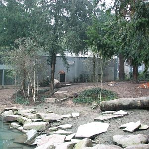 Zoo de Mulhouse 2006 - Siberian Tiger exhibit