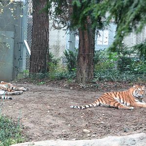 Zoo de Mulhouse 2006 - Siberian Tigers