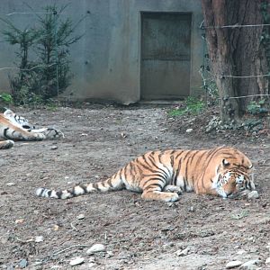 Zoo de Mulhouse 2006 - Siberian Tigers