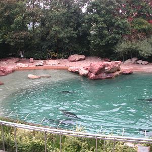 Zoo de Mulhouse 2006 - South American Sea Lion pool