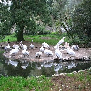 Zoo de Mulhouse 2006 - Pelican exhibit