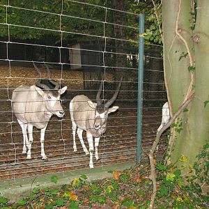 Zoo de Mulhouse 2006 - Addax