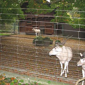 Zoo de Mulhouse 2006 - Addax enclosure