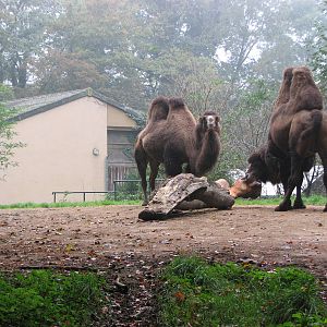 Zoo de Mulhouse 2006 - Bactrian Camel enclosure