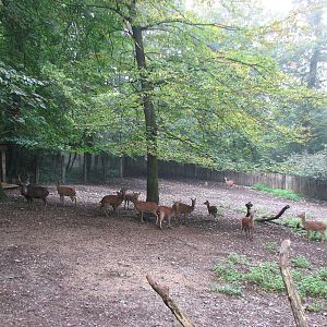 Zoo de Mulhouse 2006 - Deer paddock