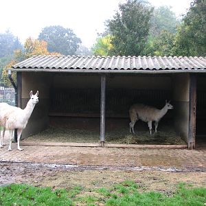 Zoo de Mulhouse 2006 - Llama enclosure