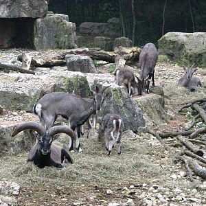 Zoo de Mulhouse 2006 - Bharal or Blue Sheep