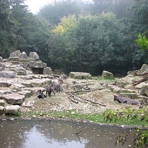 Zoo de Mulhouse 2006 - Bharal or Blue Sheep exhibit