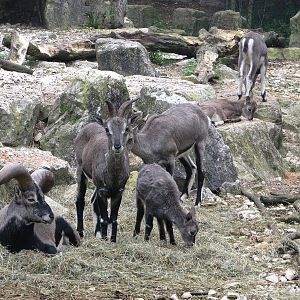 Zoo de Mulhouse 2006 - Bharal or Blue Sheep