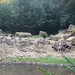 Zoo de Mulhouse 2006 - Bharal or Blue Sheep exhibit