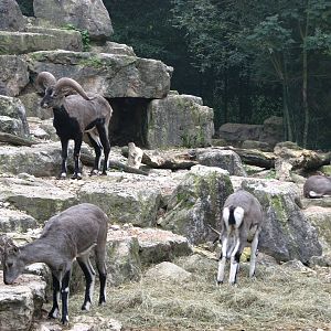 Zoo de Mulhouse 2006 - Bharal or Blue Sheep
