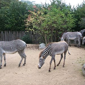 Zoo de Mulhouse 2006 - Zebra enclosure