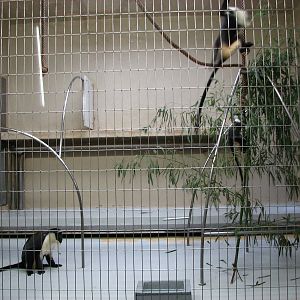 Zoo de Mulhouse 2006 - Roloway Monkey enclosure