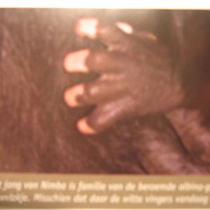 Nakou - White fingers