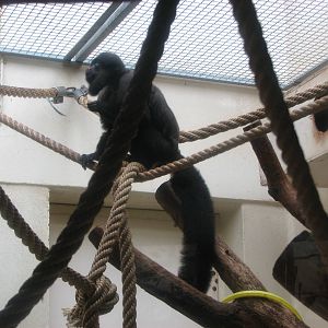 Zoo de Mulhouse 2006 - The only Bearded Saki in captivity outside of South