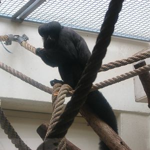 Zoo de Mulhouse 2006 - The only Bearded Saki in captivity outside of South