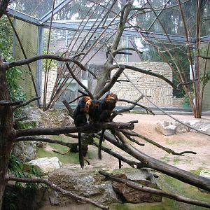 Zoo de Mulhouse 2006 - Golden-headed Lion Tamarin enclosure
