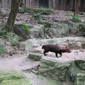 Zoo de Mulhouse 2006 - Bush Dog