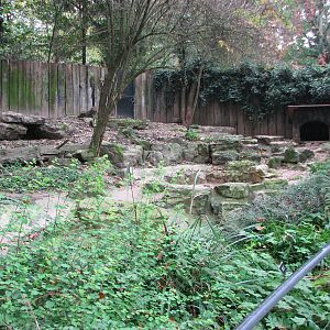 Zoo de Mulhouse 2006 - Bush Dog exhibit