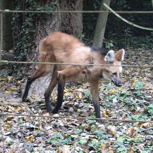Zoo de Mulhouse 2006 - Maned Wolf