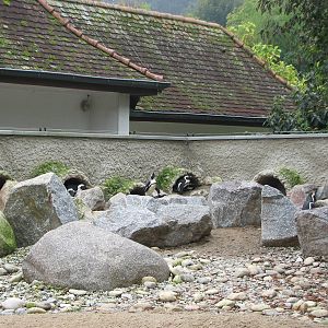 Zoo de Mulhouse 2006 - Penguin exhibit