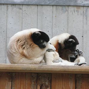 Zoo de Mulhouse 2006 - Verreaux Sifaka