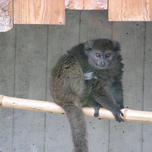 Zoo de Mulhouse 2006 - Alaotran Gentle Lemur