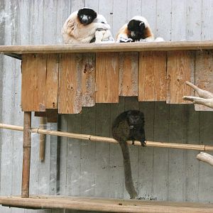 Zoo de Mulhouse 2006 - Verreaux Sifaka and Alaotran Gentle Lemur