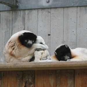 Zoo de Mulhouse 2006 - Crowned Sifaka