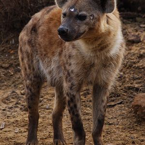 Hyena Fisi
