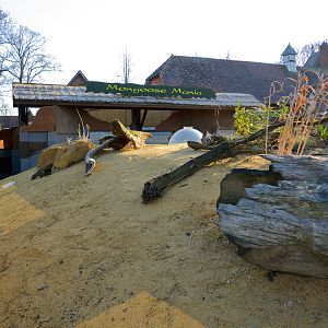 Chester Zoo Mongoose Mania - 04/03/2010