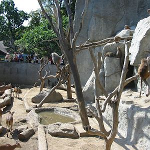 Budapest Zoo 2003 - Barbary Sheep and Hamadryas Baboon rock