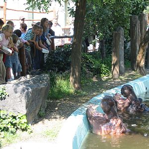 Budapest Zoo 2003 - Visitors feeding the Hippopotamus