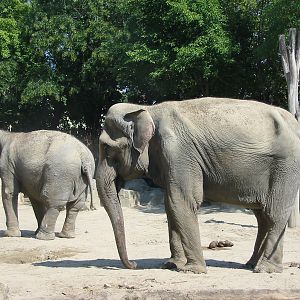Budapest Zoo 2003 - Asiatic Elephants