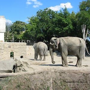 Budapest Zoo 2003 - Asiatic Elephants in the outside exhibit