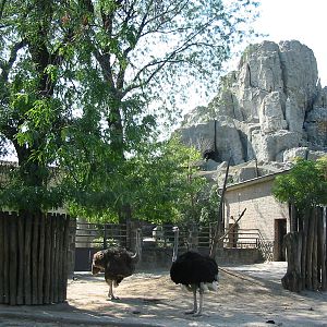 Budapest Zoo 2003 - Ostrich exhibit and the Central Rock