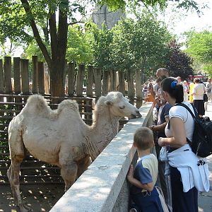 Budapest Zoo 2003 - Visitors feeding the Bactrian Camels