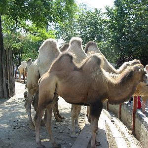Budapest Zoo 2003 - Visitors feeding the Bactrian Camels