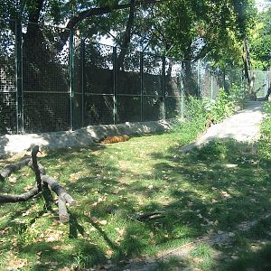 Budapest Zoo 2003 - Tiger exhibit