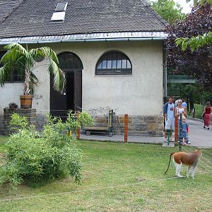 Budapest Zoo 2003 - Patas Monkey exhibit using hotwire