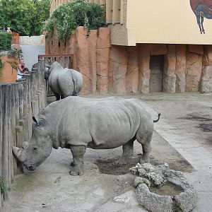 Budapest Zoo 2003 - White Rhinoceros exhibit